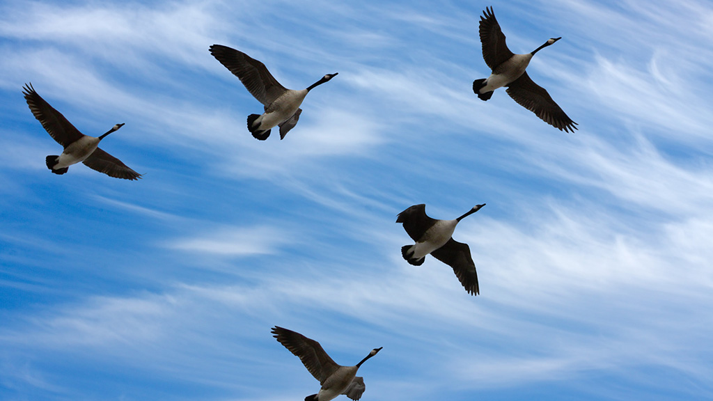 A flock of geese fly in v-formation as they migrate