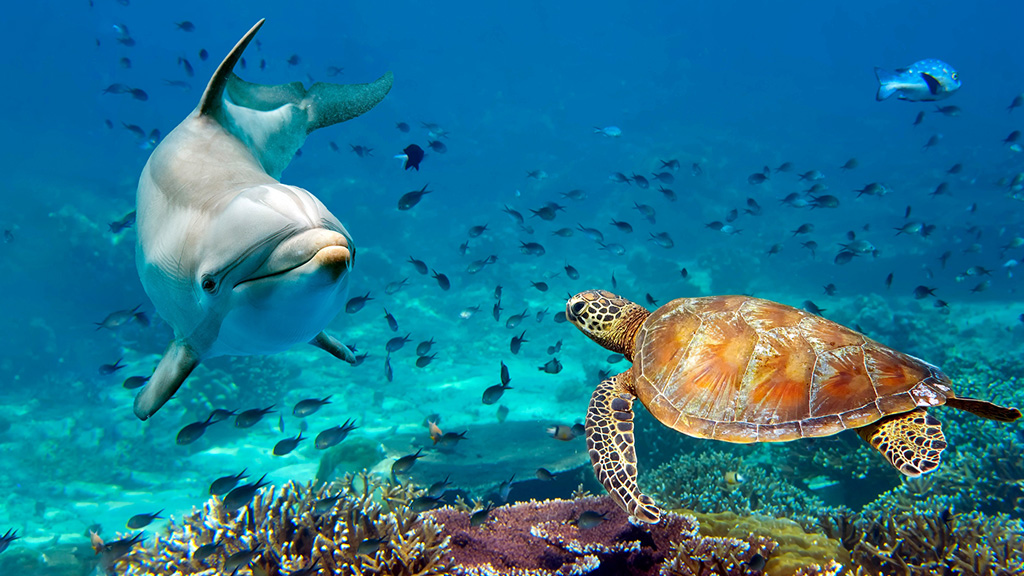 A dolphin and sea turtle swim in a coral reef