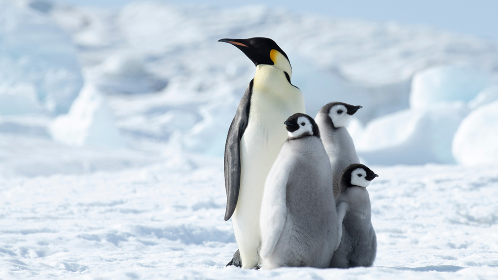 An emperor penguin and its chicks