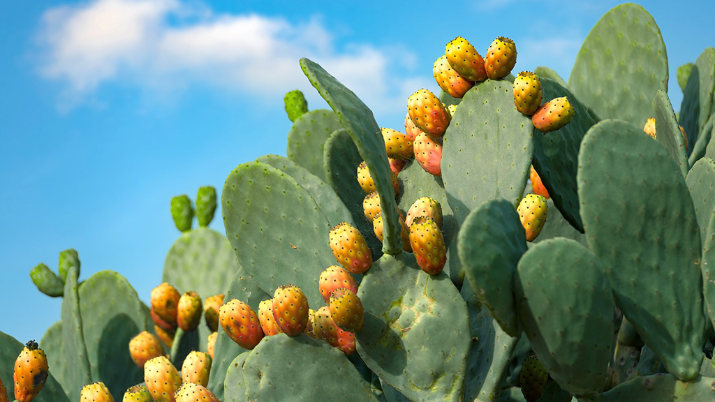 Prickly Pear
