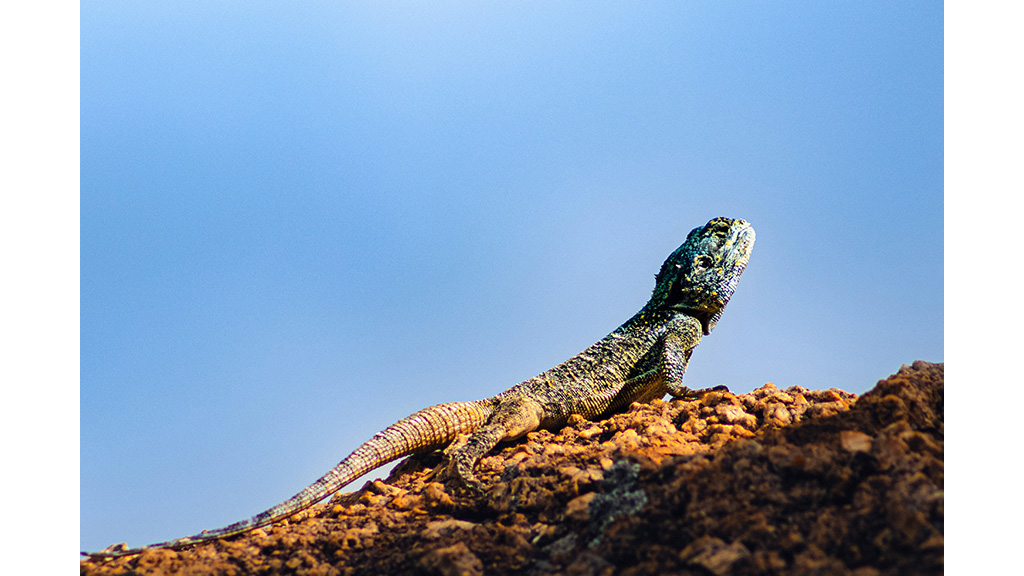 A lizard using sunlight for warmth